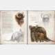 Star Wars: Bestiary Vol. 1 Creatures of the Galaxy