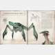 Star Wars: Bestiary Vol. 1 Creatures of the Galaxy
