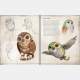 Star Wars: Bestiary Vol. 1 Creatures of the Galaxy