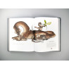 Designing Dragons: An Artist's Guide to the Legendary Mythical Creatures