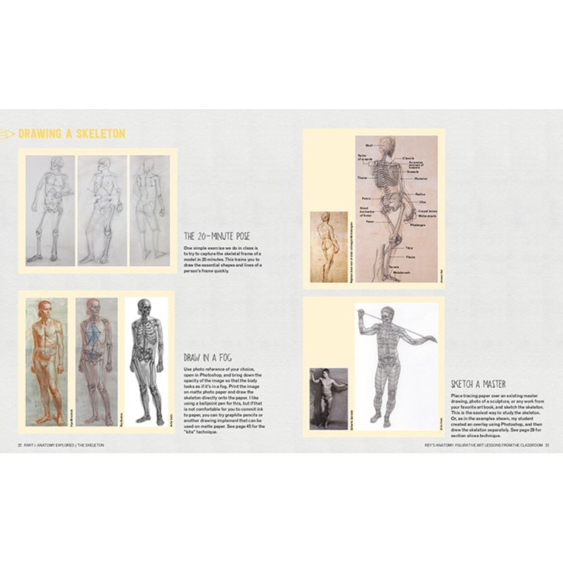 Rey's Anatomy