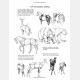 The Art of Animal Drawing: Construction, Action Analysis, Caricature - Ken Hultgren