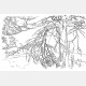 Drawing Trees - Victor Perard