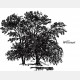 Drawing Trees - Victor Perard