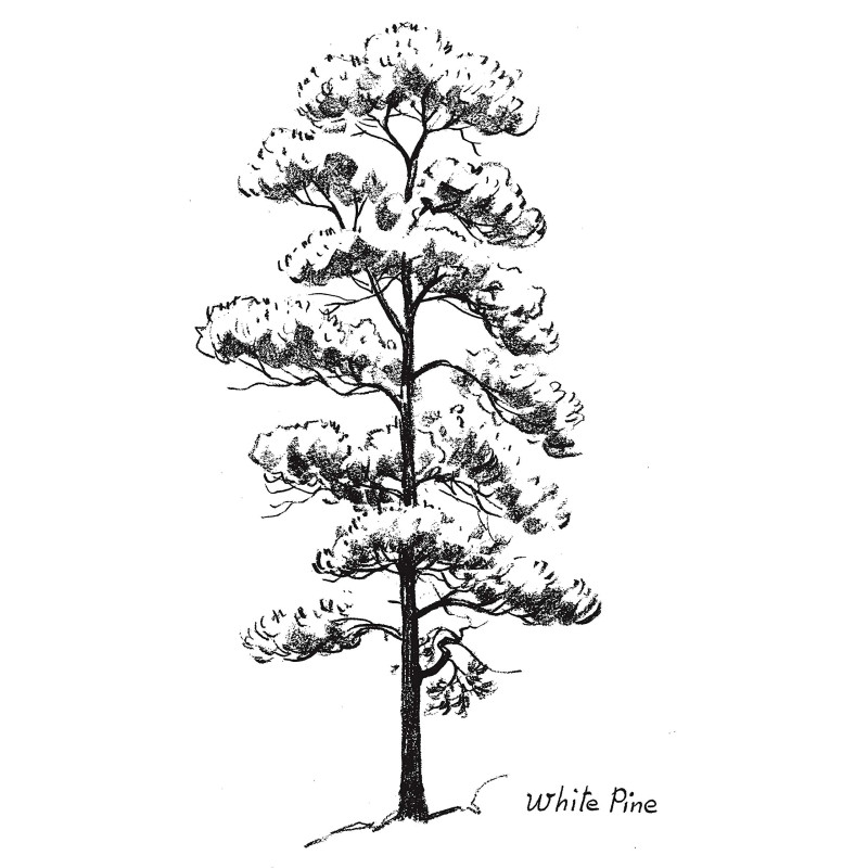 Drawing Trees - Victor Perard