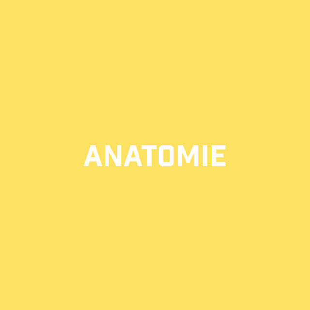 Anatomy